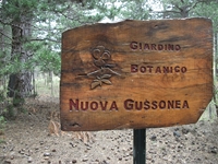 ova Gussonea-20110529 203